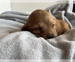 Small Photo #10 Dachshund Puppy For Sale in BROWNSBURG, IN, USA