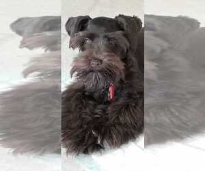 Mother of the Schnauzer (Miniature) puppies born on 09/18/2022
