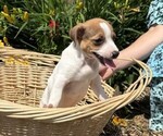 Small #4 Jack Russell Terrier