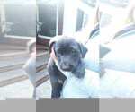 Puppy Cial Labrador Retriever