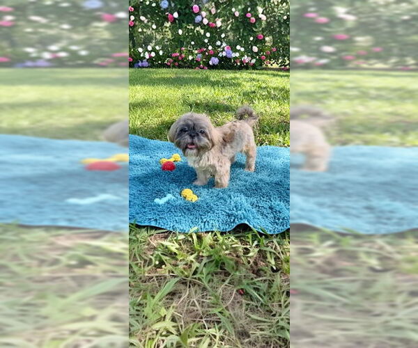 Medium Photo #3 Shih Tzu Puppy For Sale in Weston, FL, USA