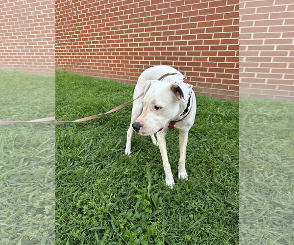 Medium Photo #2 Boxer-Unknown Mix Puppy For Sale in Hinton, WV, USA