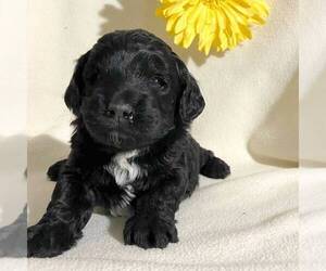 Goldendoodle-Poodle (Miniature) Mix Puppy for sale in FT PLAIN, NY, USA