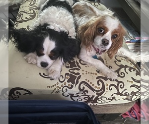 Father of the Cavalier King Charles Spaniel puppies born on 04/28/2022
