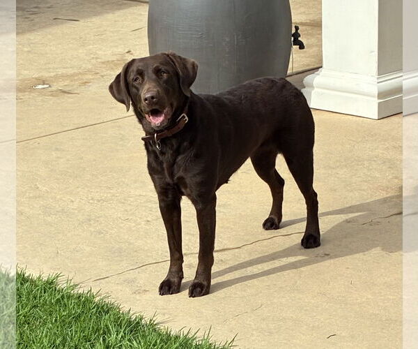 Medium Photo #2 Labrador Retriever Puppy For Sale in Hesperia, CA, USA