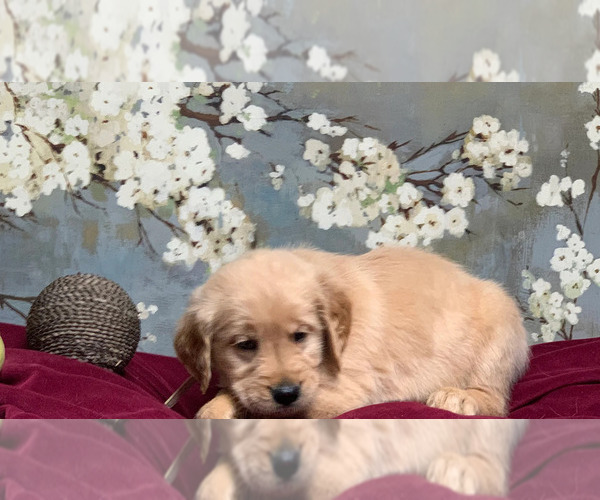 Medium Photo #2 Golden Retriever Puppy For Sale in SALEM, KY, USA