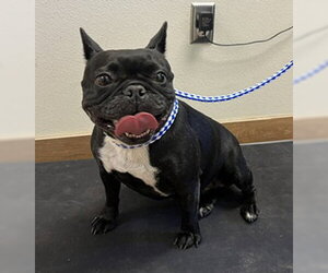 French Bulldog Dogs for adoption in Norco, CA, USA