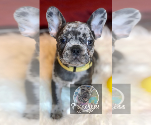 Medium Photo #19 French Bulldog Puppy For Sale in BUCKS BAR, CA, USA