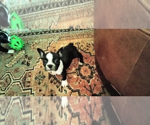 Medium Photo #15 Boston Terrier Puppy For Sale in LIVERPOOL, TX, USA