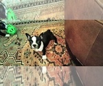 Small Photo #15 Boston Terrier Puppy For Sale in LIVERPOOL, TX, USA