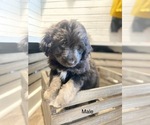 Small Photo #2 Aussiedoodle Miniature  Puppy For Sale in BOAZ, KY, USA