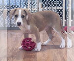 Small #2 Beagle Mix