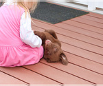 Small #6 Labrador Retriever