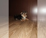 Small #4 Yorkshire Terrier