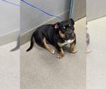 Small Bulldog Mix