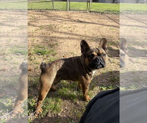 French Bulldog Dogs for adoption in Oak Bluffs, MA, USA