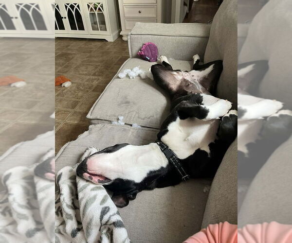 Medium Photo #3 Mutt Puppy For Sale in Springdale, PA, USA