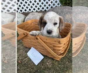 Medium Australian Cattle Dog-Cavalier King Charles Spaniel Mix