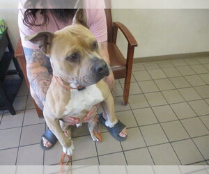 American Pit Bull Terrier Dogs for adoption in Ocala, FL, USA