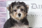 Small Photo #2 Yo-Chon Puppy For Sale in BEL AIR, MD, USA