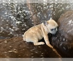 Small Photo #3 French Bulldog Puppy For Sale in PRYOR, OK, USA