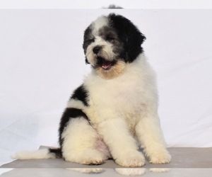 Havanese-Maltipoo Mix Puppy for sale in SAN DIEGO, CA, USA
