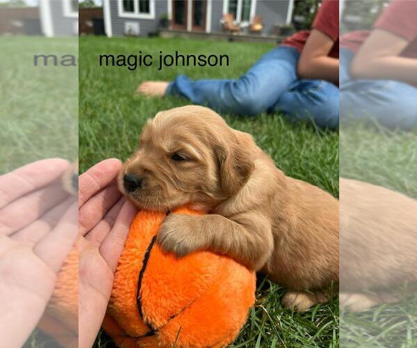 Medium Photo #21 Golden Retriever Puppy For Sale in LIME SPRINGS, IA, USA