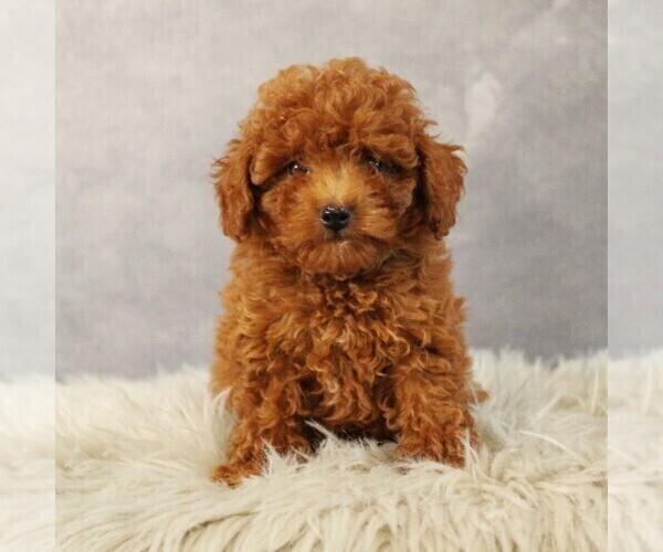 Medium Photo #2 Poodle (Toy) Puppy For Sale in COATESVILLE, PA, USA