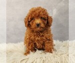 Small #1 Poodle (Toy)
