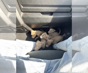 American Pit Bull Terrier Puppy for sale in ARLINGTON, TX, USA