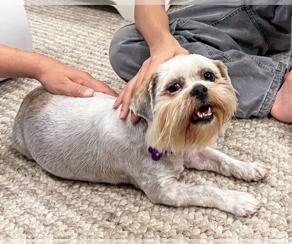 Medium Photo #3 Maltese-Unknown Mix Puppy For Sale in Corona, CA, USA