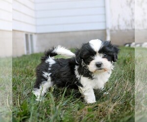 Zuchon Puppy for sale in ARTHUR, IL, USA