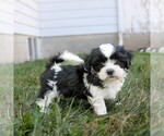 Image preview for Ad Listing. Nickname: Oscar