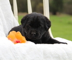 Puppy Bristol Labrador Retriever