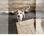 Small #1 Labrador Retriever Mix