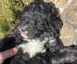 Small Photo #5 Bernedoodle Puppy For Sale in BOWLING GREEN, OH, USA