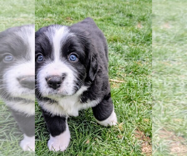 Medium Photo #5 Bordernese Puppy For Sale in LATROBE, PA, USA