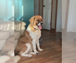 Saint Bernese Dogs for adoption in Germantown, OH, USA