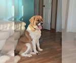 Small Saint Bernese