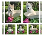 Small Photo #1 American Eskimo Dog-Pomsky Mix Puppy For Sale in NILES, OH, USA