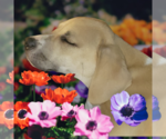 Small #6 Beagle Mix