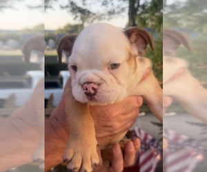 Bulldog Puppy for sale in WILLIAMSPORT, PA, USA