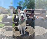 Small #20 Huskies  Mix