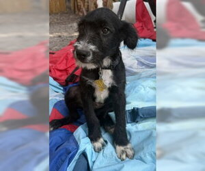 Poodle (Standard)-Unknown Mix Dogs for adoption in Sandy, UT, USA