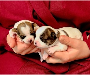 Chihuahua Litter for sale in MOUNT AIRY, NC, USA