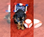 Small #7 Yorkshire Terrier