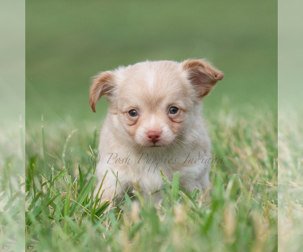 Medium Photo #2 Chihuahua Puppy For Sale in WARSAW, IN, USA