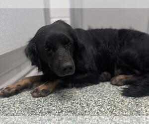 Labrador Retriever Dogs for adoption in Salisbury, NC, USA