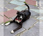 Small #19 Labrador Retriever Mix