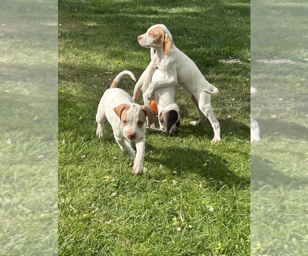 Medium Photo #1 Pointer Puppy For Sale in JANESVILLE, CA, USA